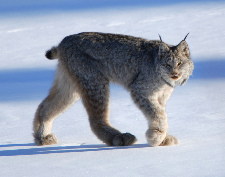 762px canadian lynx by keith williams