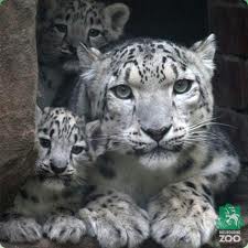 Snow leapard