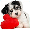 Puppy heart