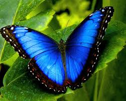 Blue butterfly1