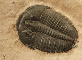 Trilobyte photo