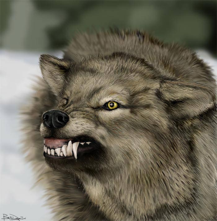 Wolf snarl