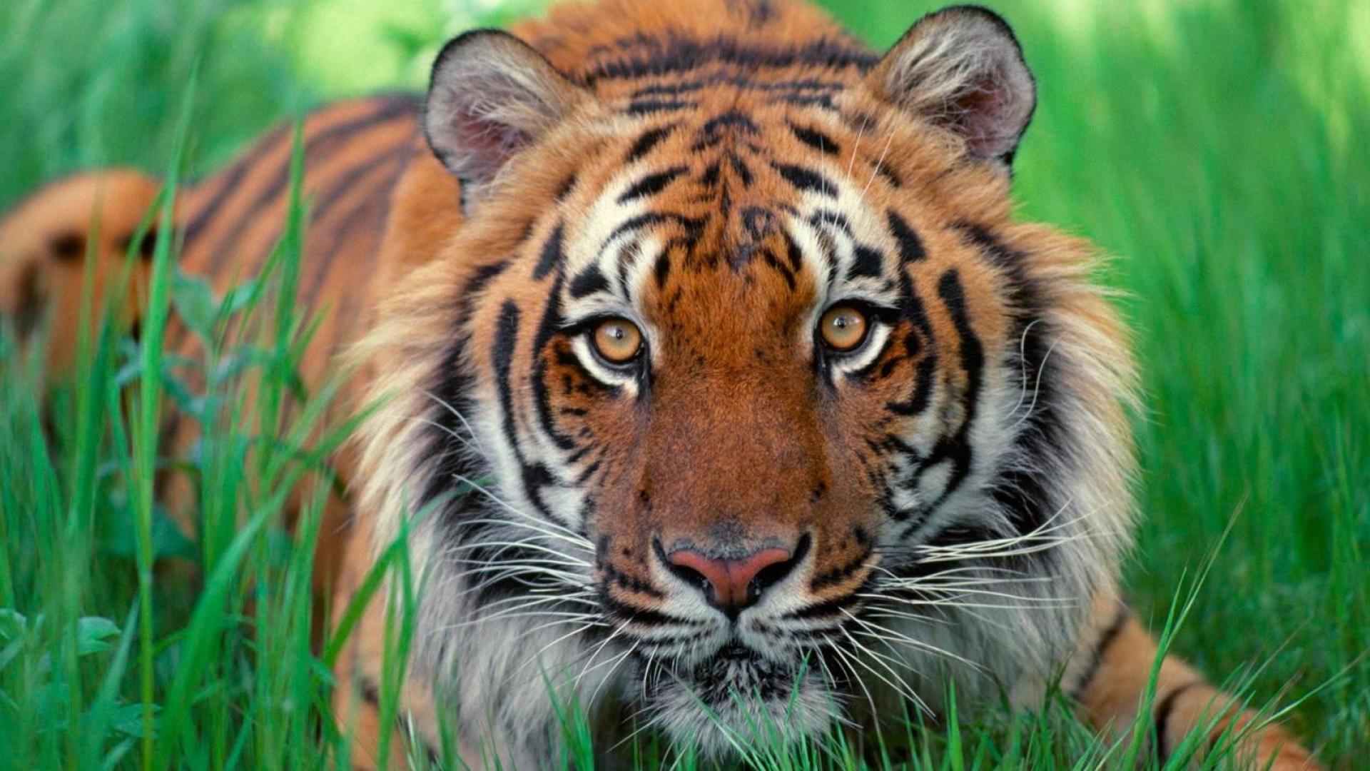 Sumatran tiger wallpaper animal 1080x1920