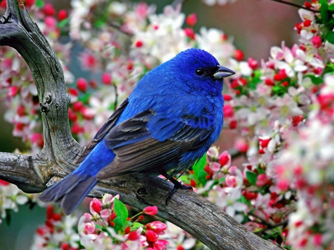 Blue bird of happiness