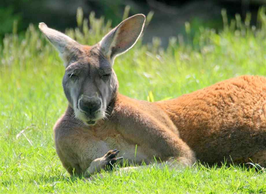 Kangaroo resting2
