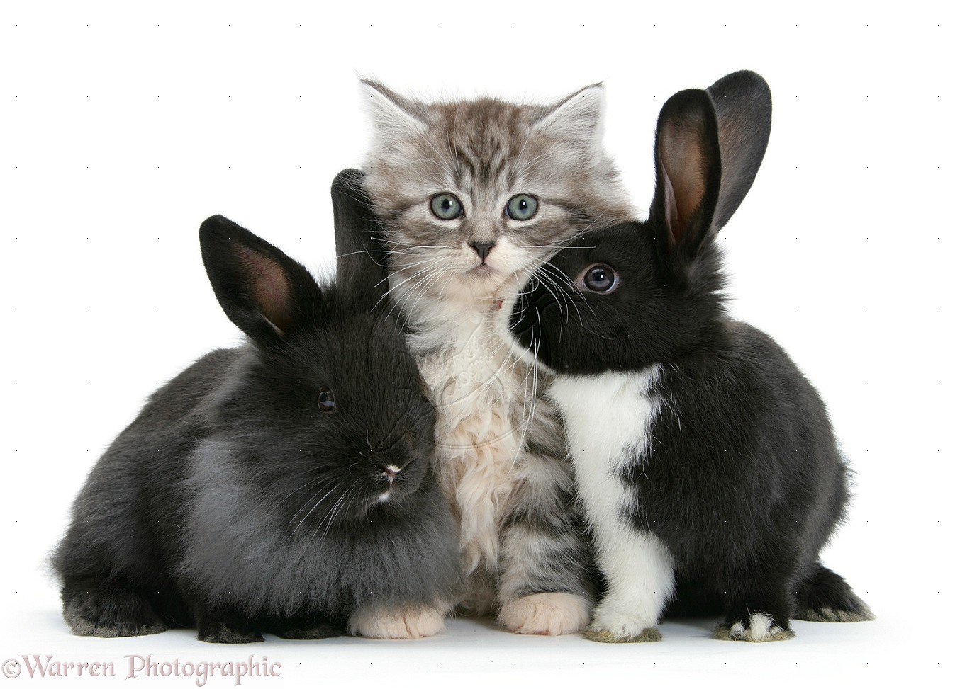 22272 maine coon kitten 8 weeks old with rabbits white background