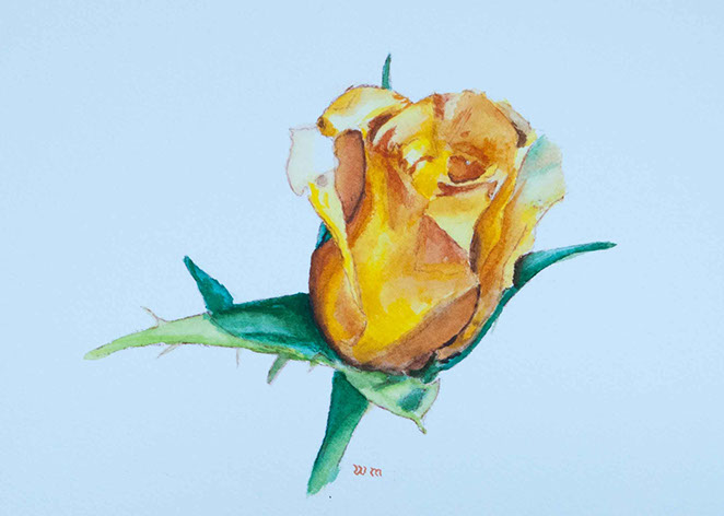Yellow rose2