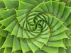 Large spiral aloe