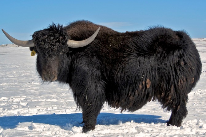 Yak bull for sale thorvald med