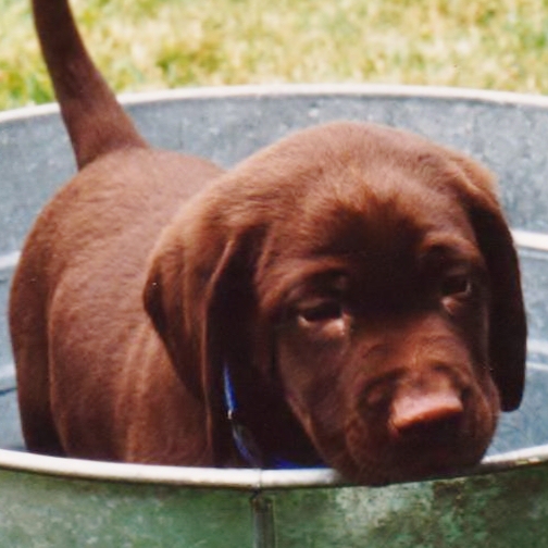  1 tub puppy  2 