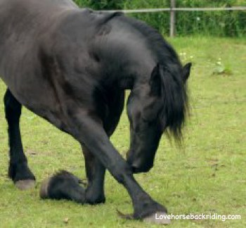 Friesian horse pictures 02
