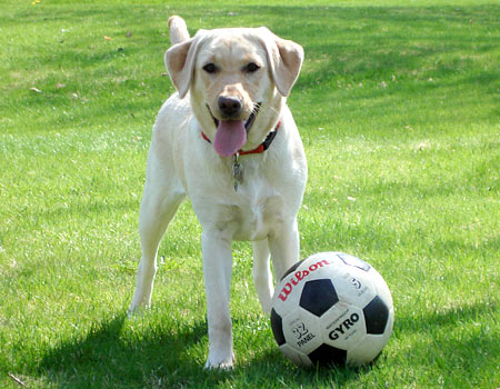 Yellow lab cabella