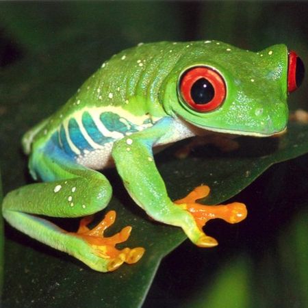 Treefrog