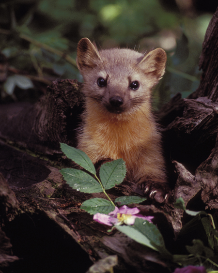 Pine marten3