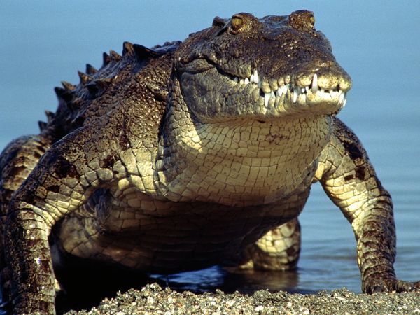 American crocodile 219 600x450