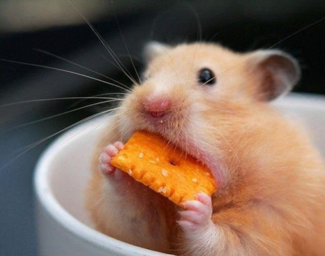Hamster eating cheez it