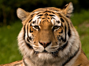 Tiger public domain