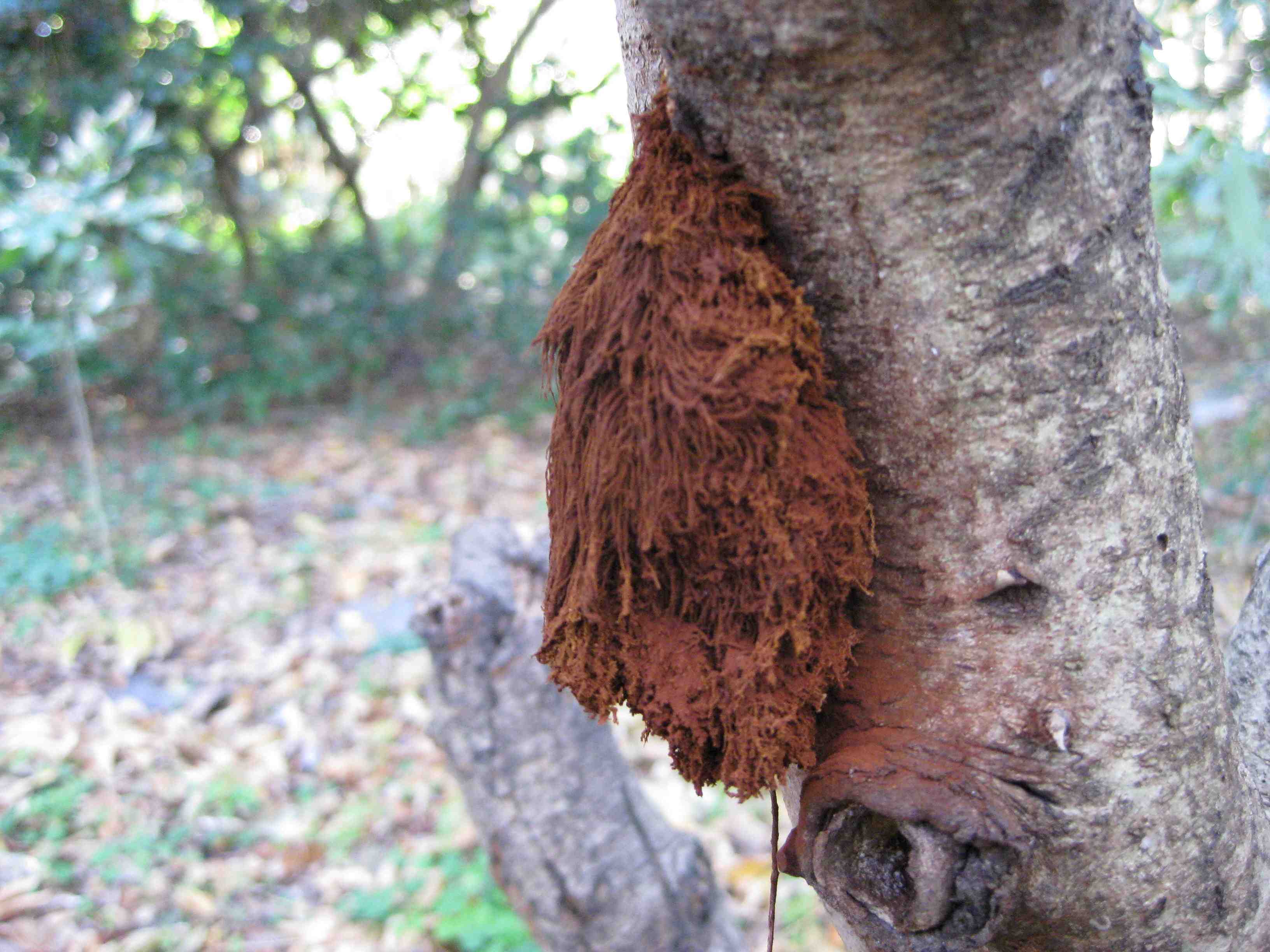 Rustfungus2a