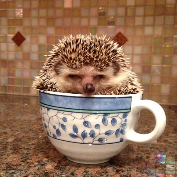 L baby hedgehog in a teacup