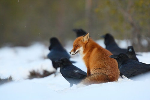 Fox and ravens  wild nature