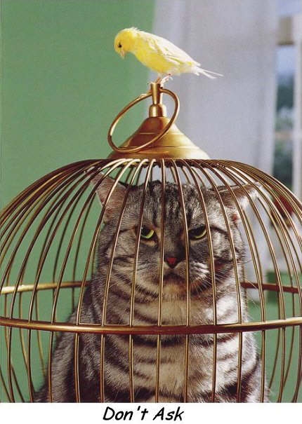 Caged cat