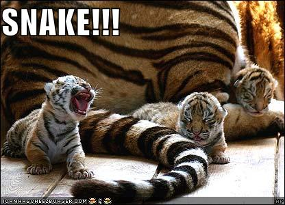Snake   tiger cubs 