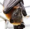 Large wires flyingfox