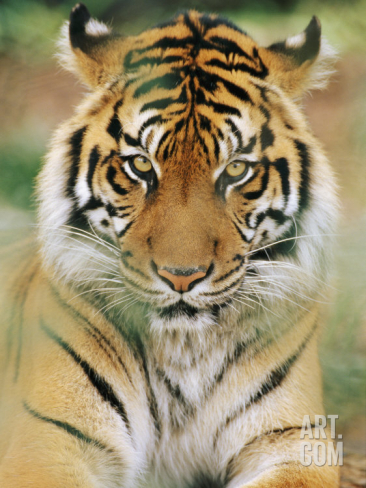 Norbert rosing a portrait of a sumatran tiger i g 27 2706 h21nd00z