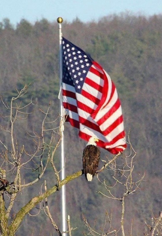 Flag and eagle 07.04.2024