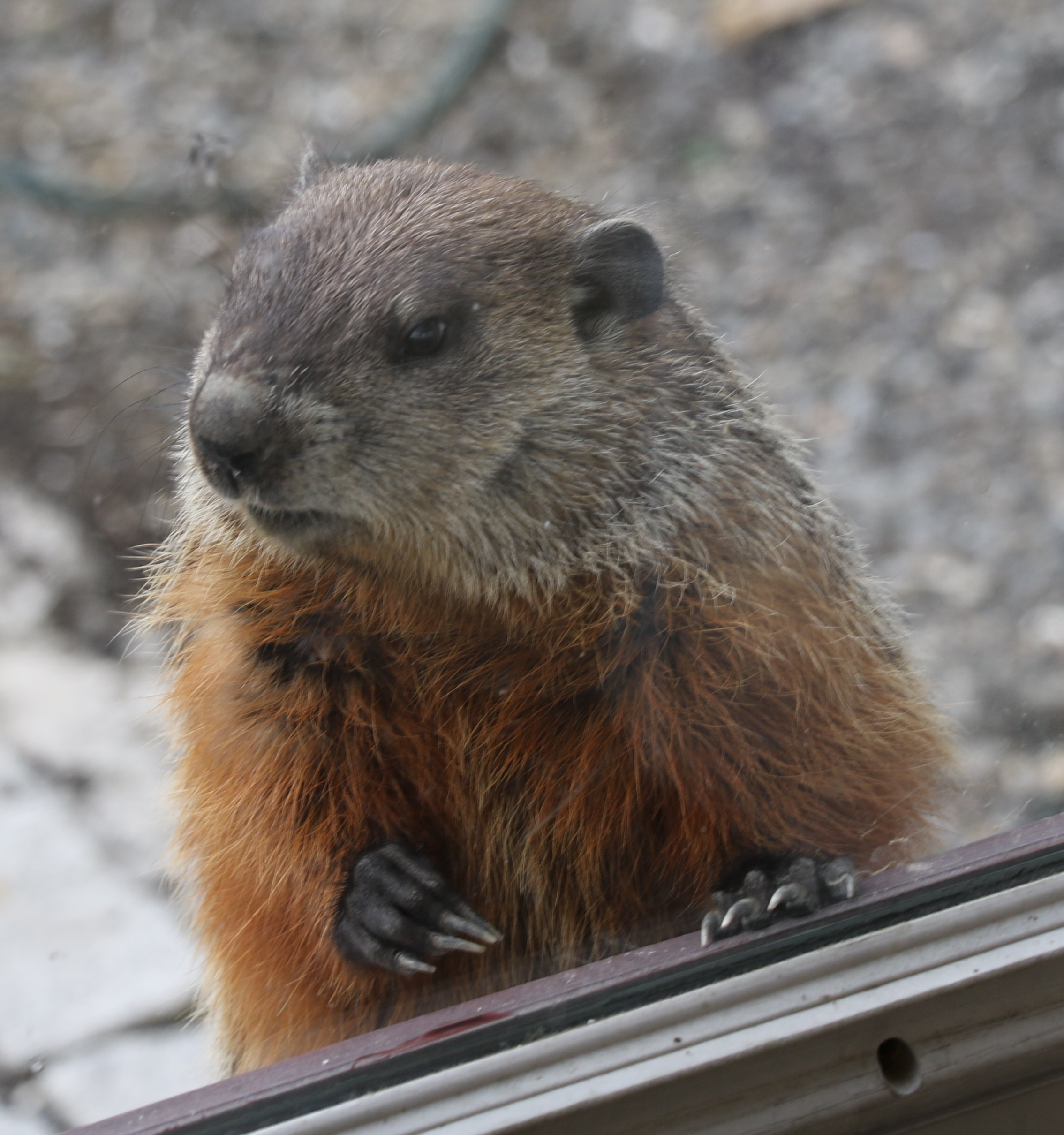 Groundhog2