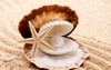 Large seashells wallpapers hd free download for desktop wallpaperxyz dot com 6