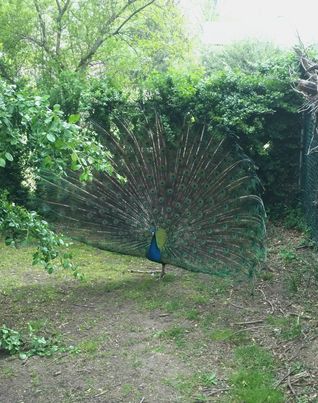 Petey the peacock