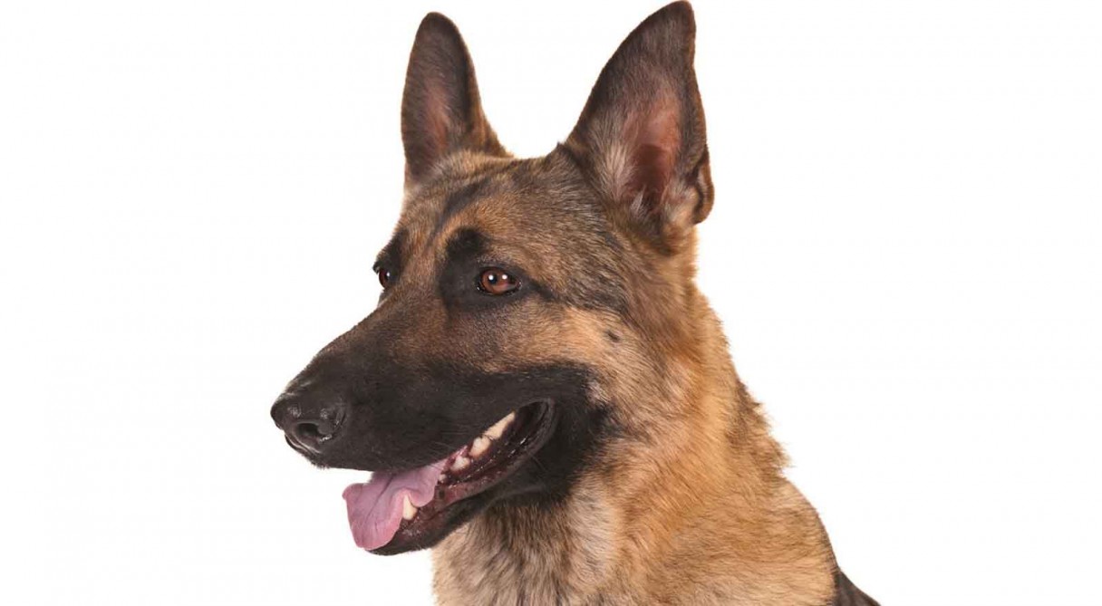 German shepherd dog glass head