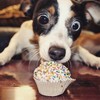 Large dog cupcake