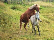 Coupling horses 20775880