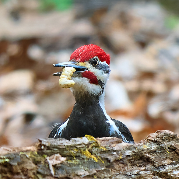 Pileated woodpecker 0009 24 06 07