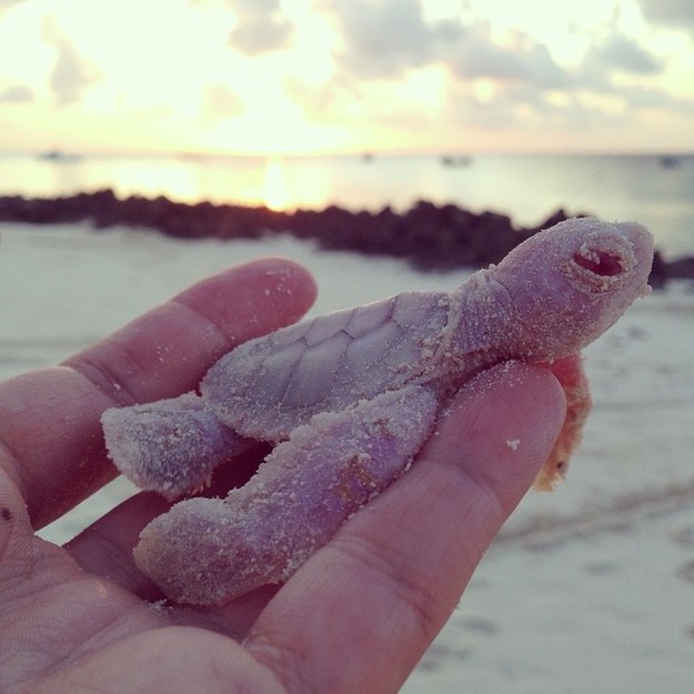 Albino turtle 2 