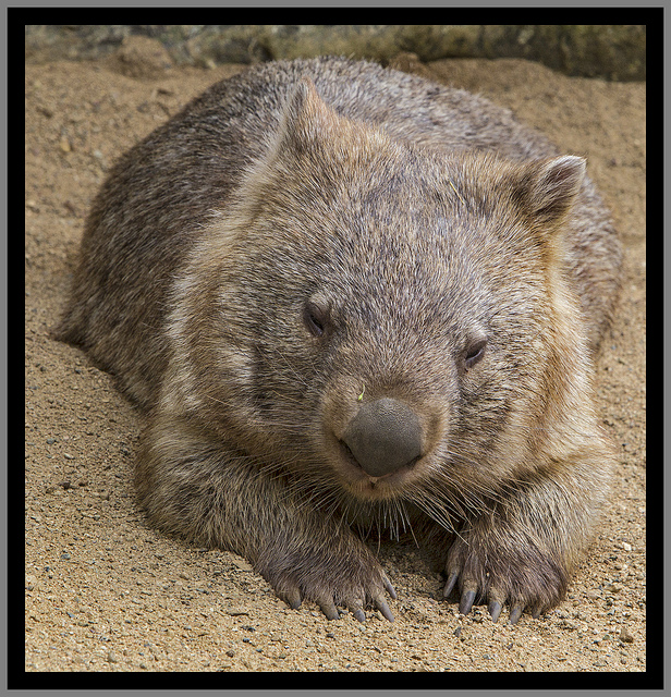 Wombat open source