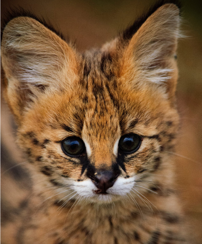 Serval