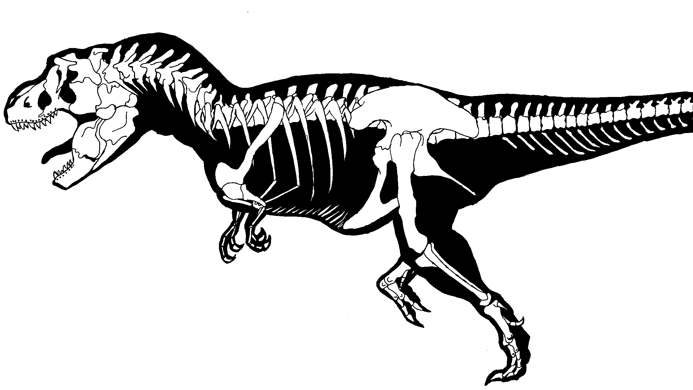 T rex skeleton by fullmetaldevil