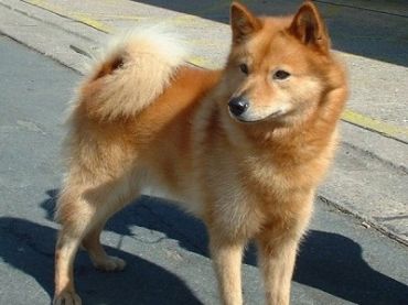 Finnish spitz 5685946