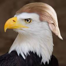 Trump eagle