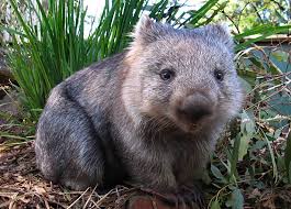 Wombat baby