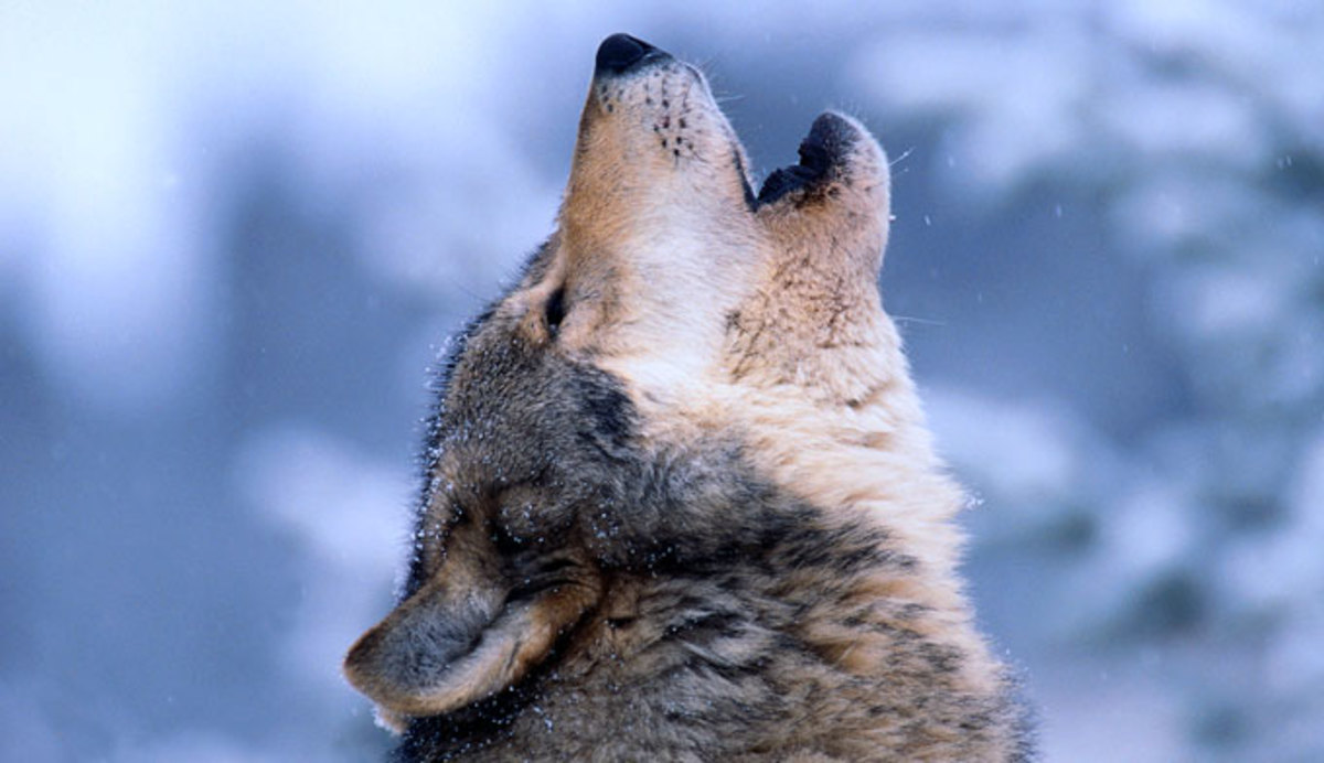Yellowstone wolf howl