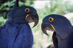 Blueparrots