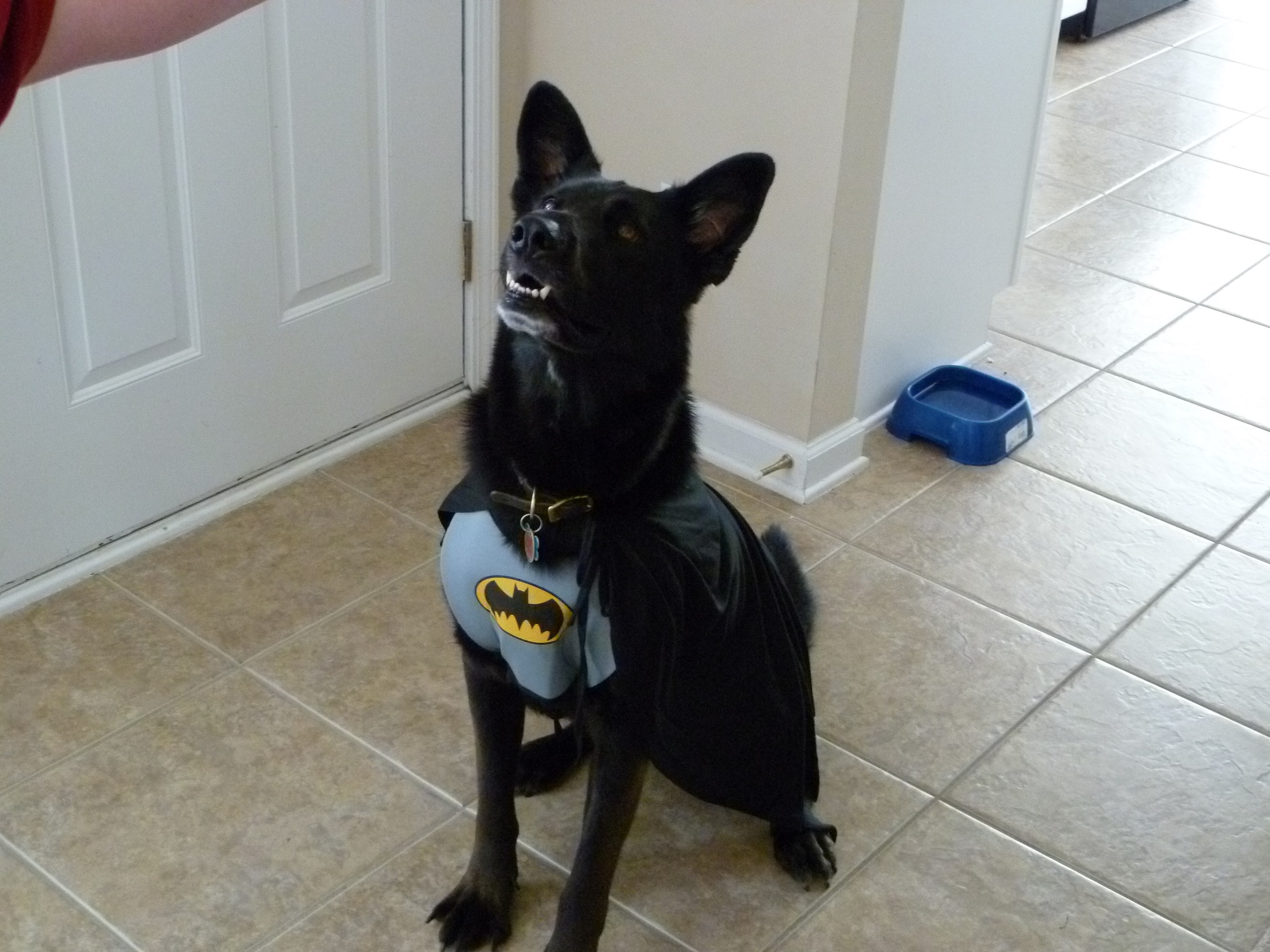 Bat dog 1