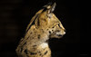 Large serval cat