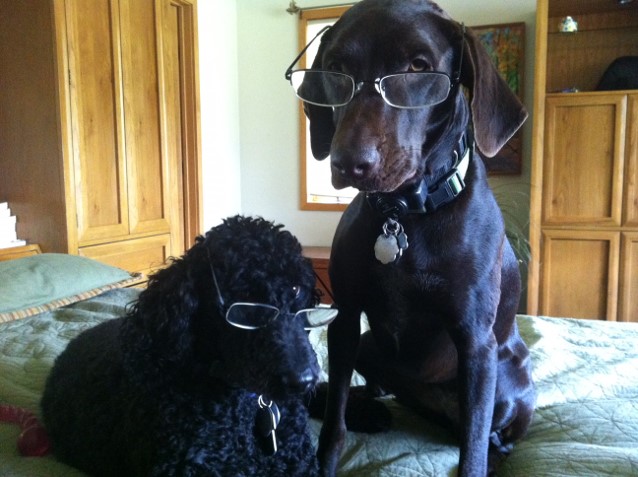 Dog scholars