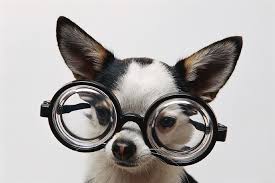 Dog with glasses kat avatar