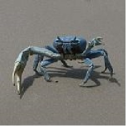 Crab250